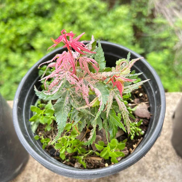 进口彩枫，盆景花卉