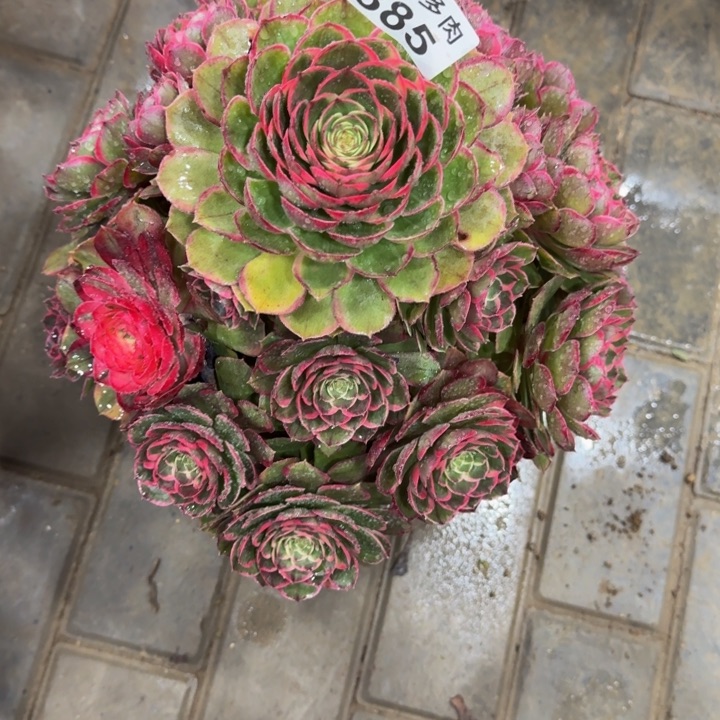 芸*粉花妖福利385肉肉