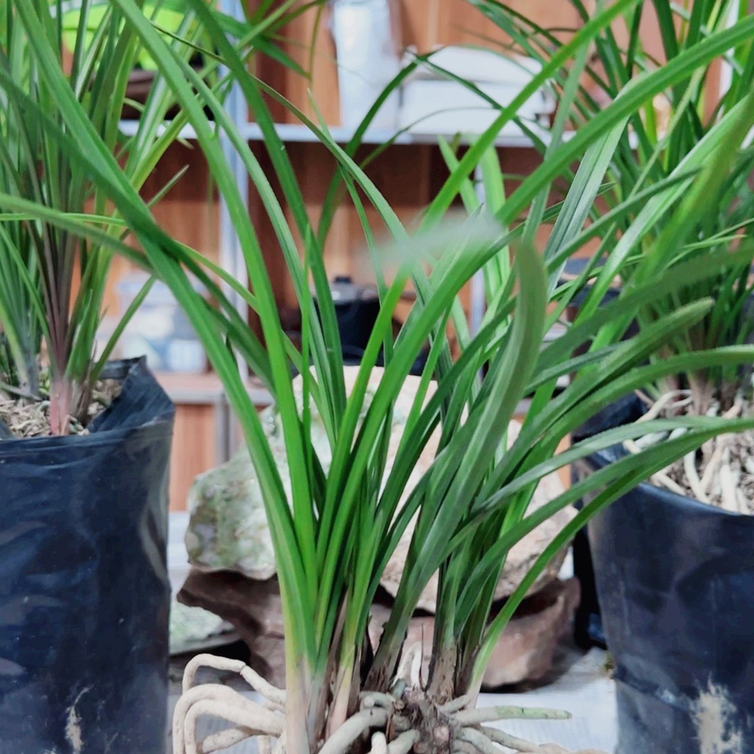 今***悔完全开放惠兰绿香妃