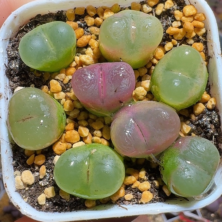 生石花211111。   262
