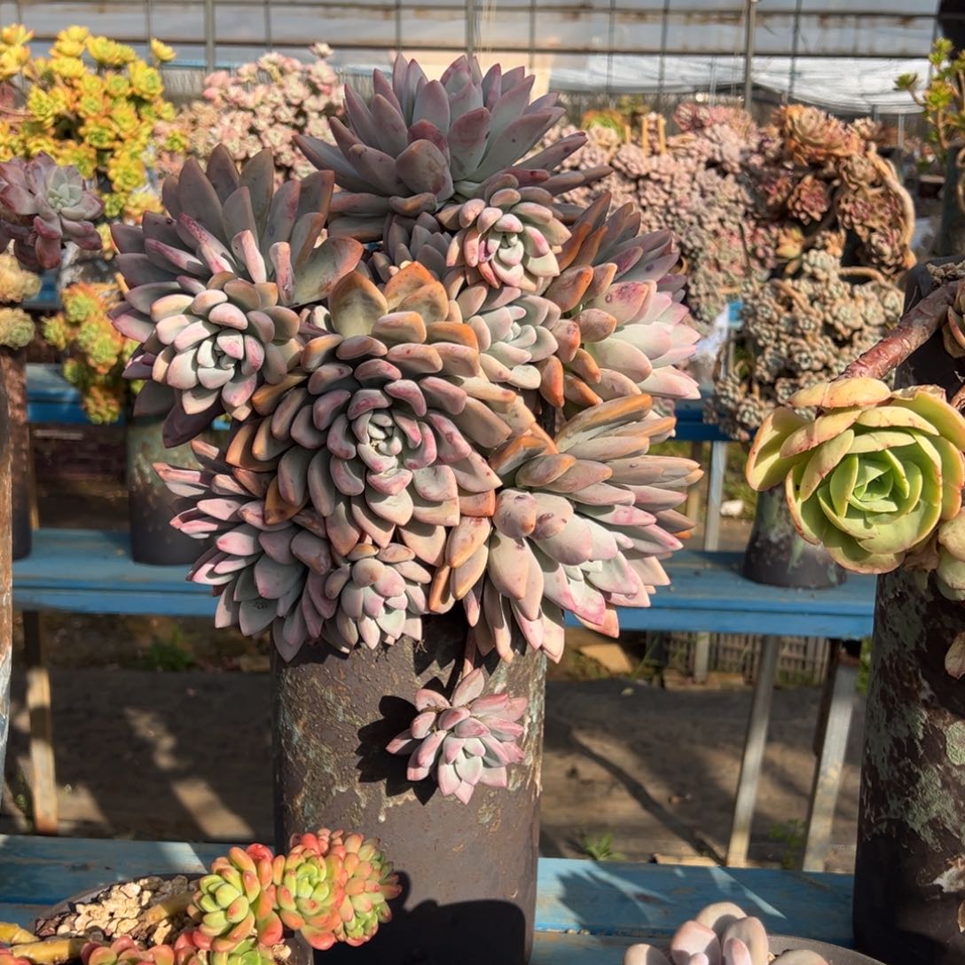 精品奥普琳娜悬崖 裸根