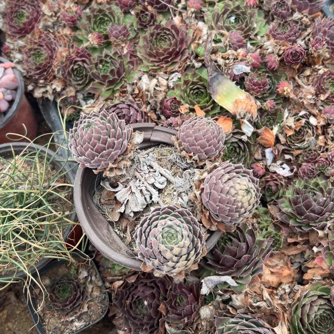 多肉植物多肉植物