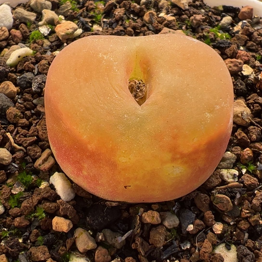 水蜜桃多肉植物盆栽栽培