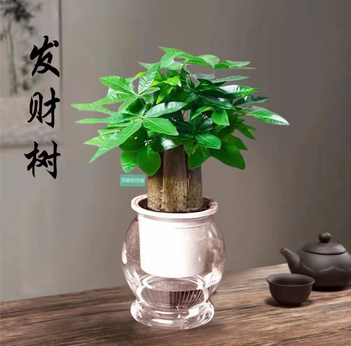 【三杆发财树】水培土培发财树盆栽室内绿植花卉幸运老桩卧室文姐