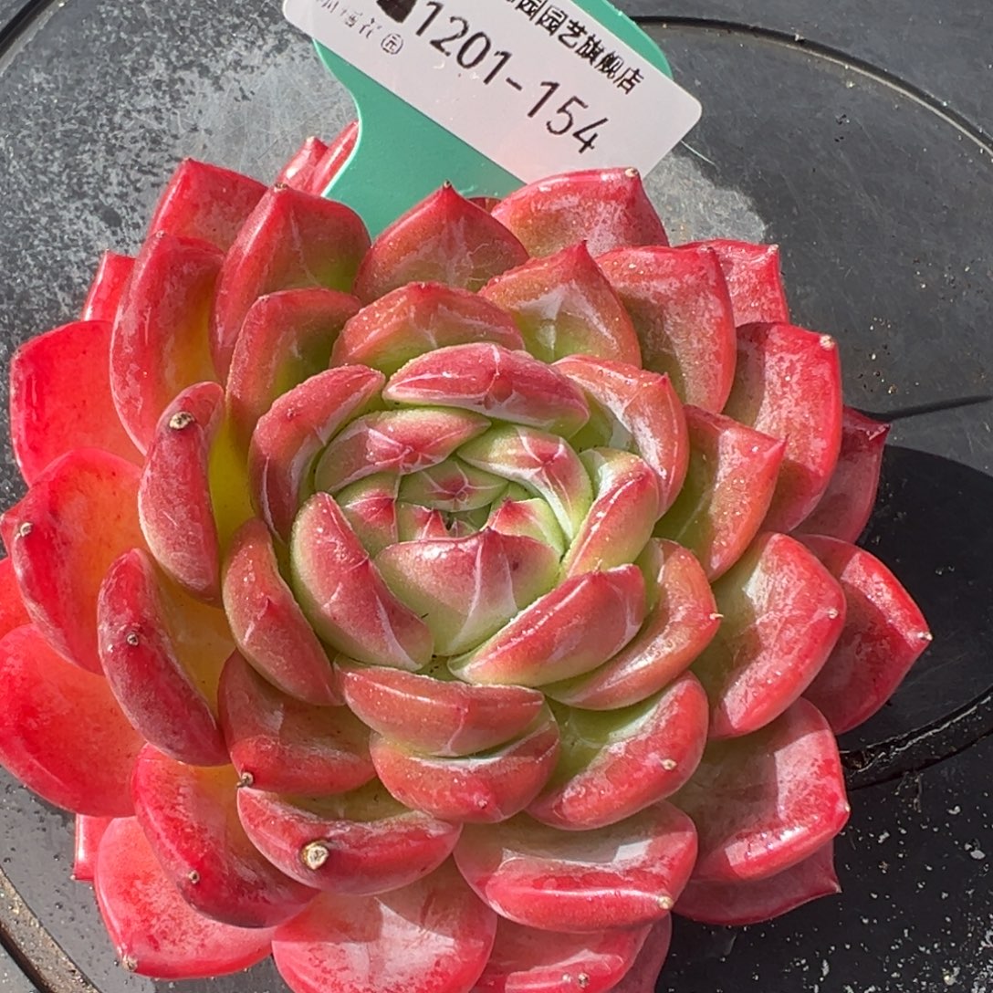 从前慢花园多肉编号1201-154