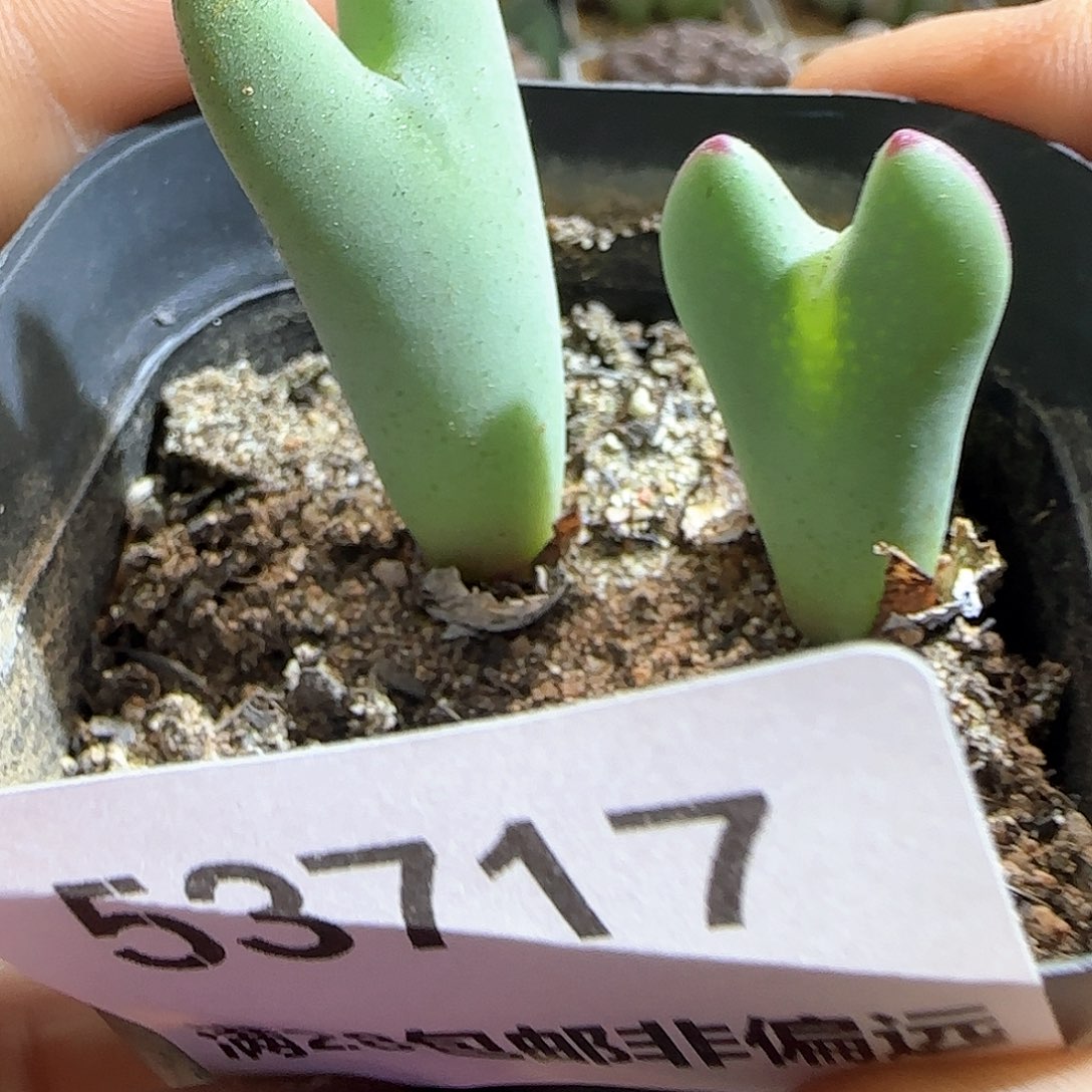 ****甜哈哈哈哈哈哈哈53717