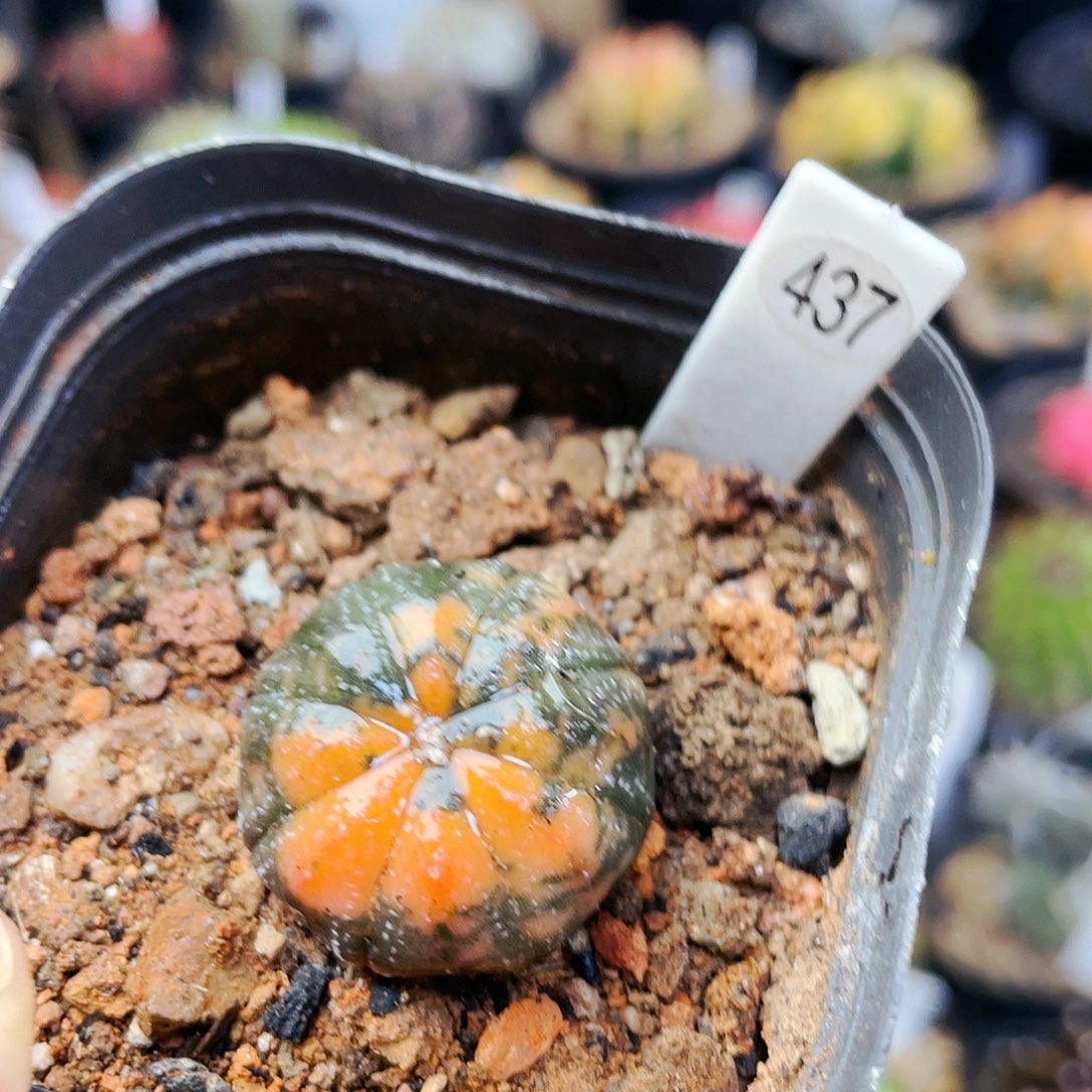 兜锦非偏远地区满25裸根发货仙人球