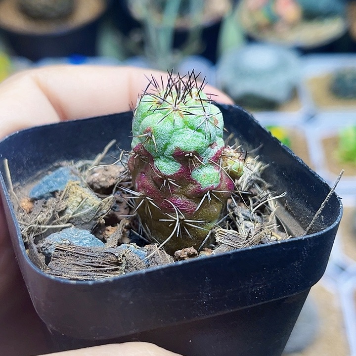 帝王丸带仔自根一颗