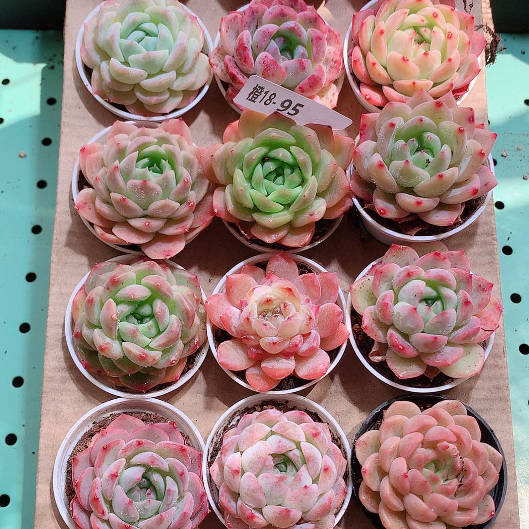 18-95一物一拍带盆18颗