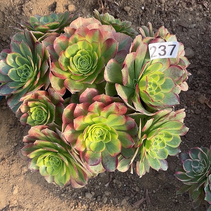 博***法237奶白对肉的植物