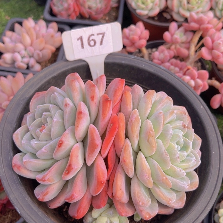 健健康康平平安安