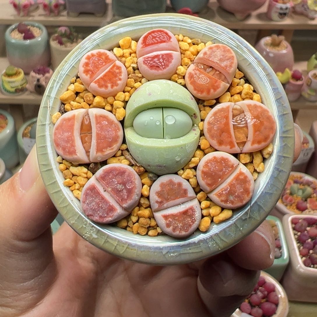 多肉植物49号拼盘