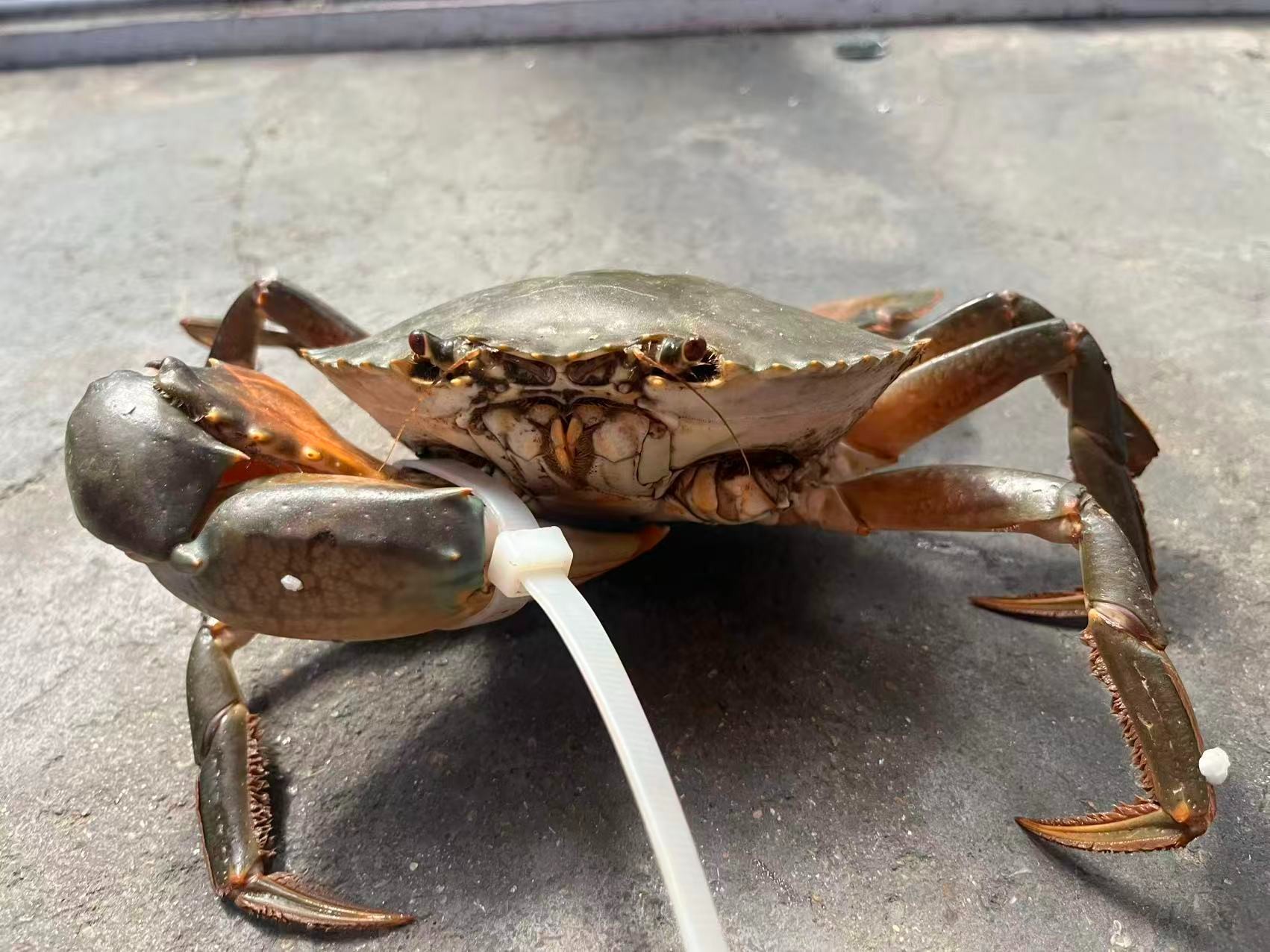 现称残膏蟹净重256=2斤 正宗三门青蟹家宴自己吃顺丰包邮