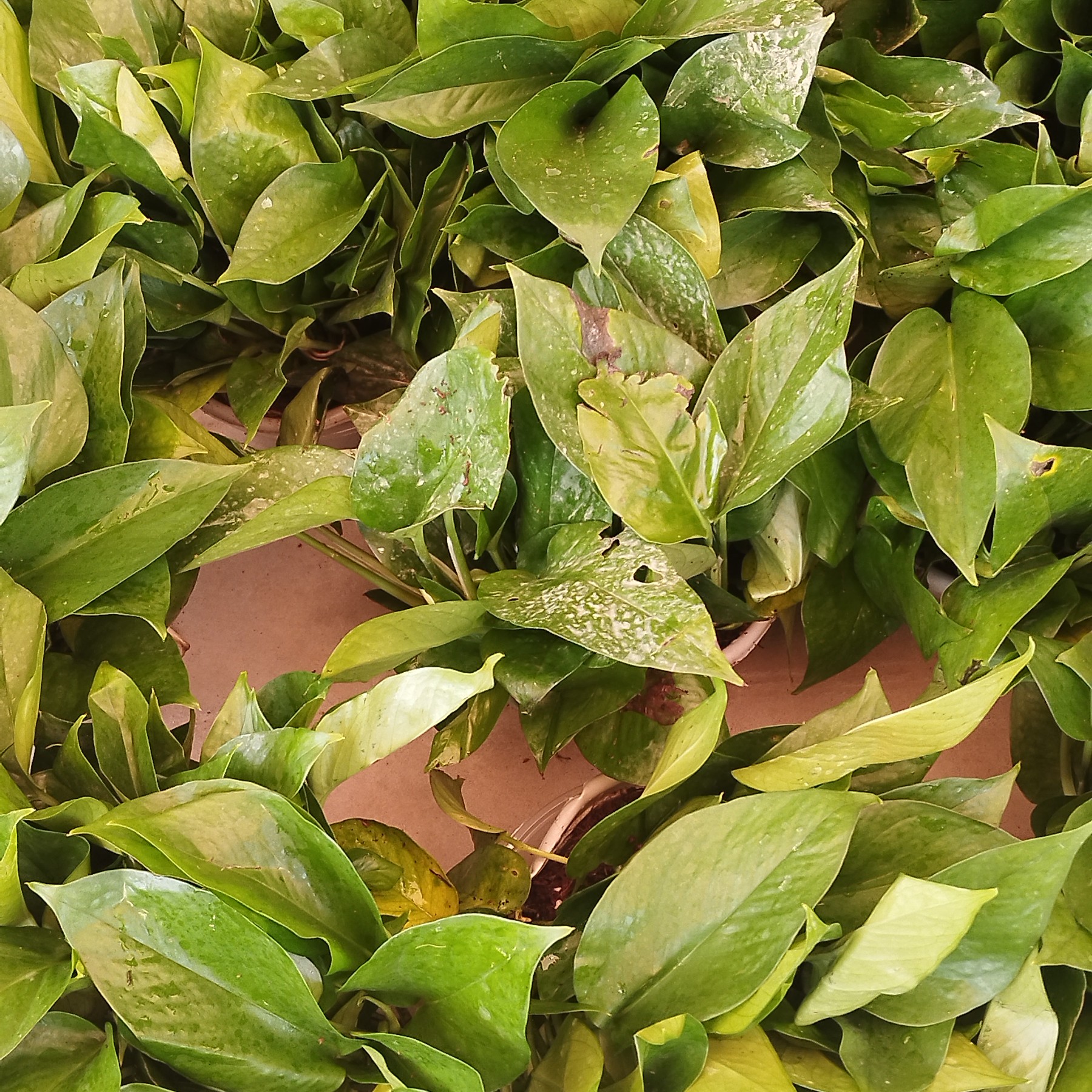 【喀什白云】绿萝5盆