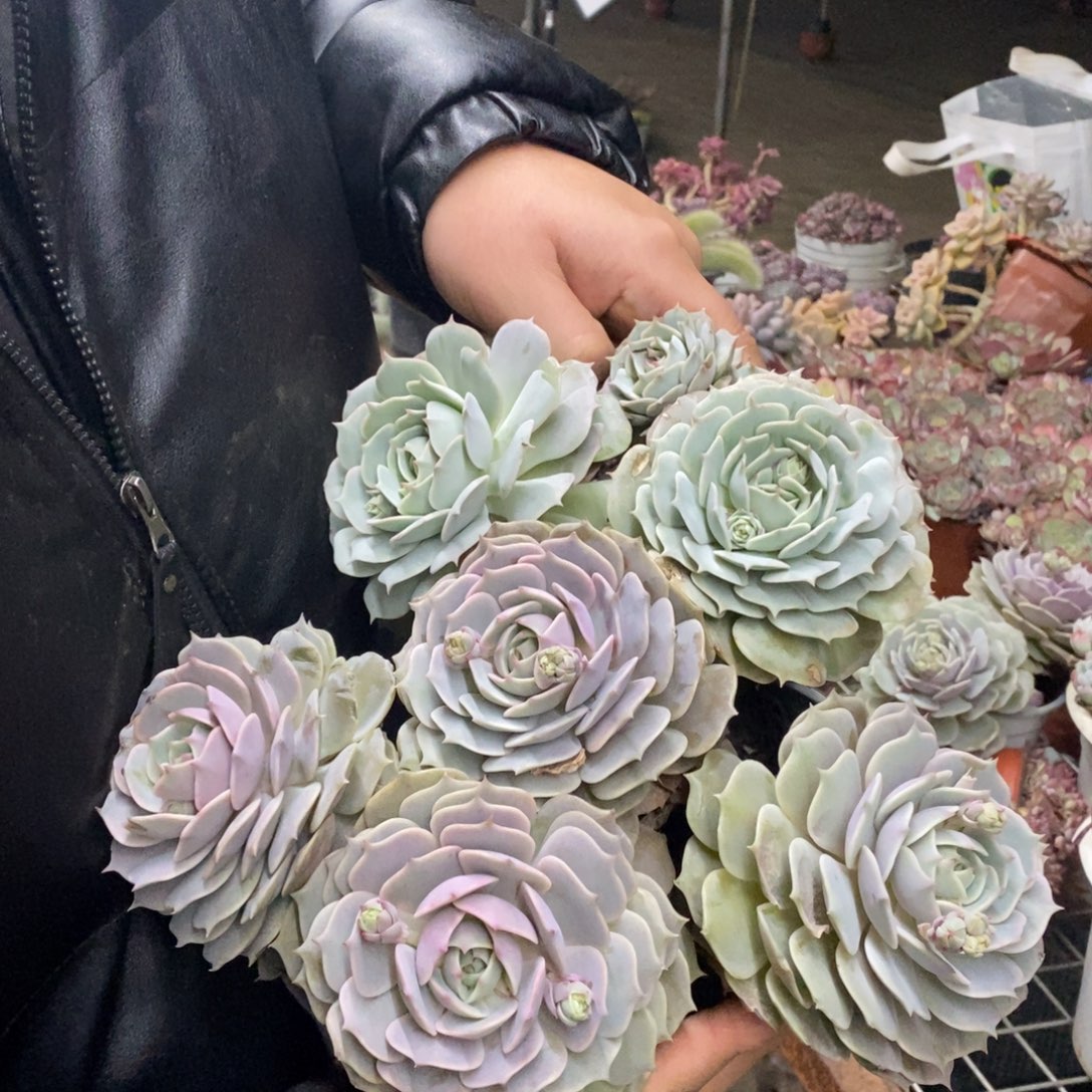 露娜莲双头起发三盆，120杯