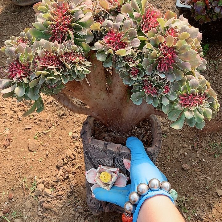 香妃朵朵脱土发货啊