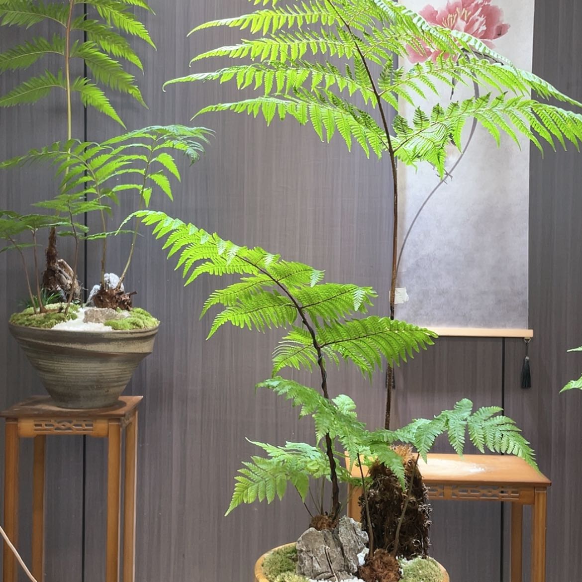 【闪购商品】我***事蕨