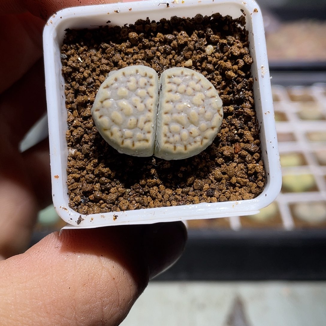 723当天凑满十八元包邮生石花