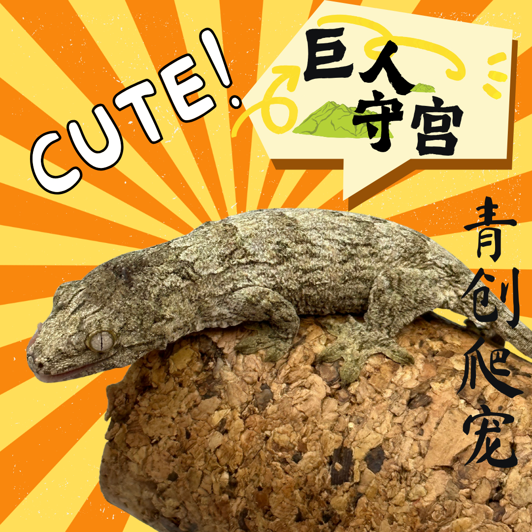 【新奇宠物】巨人守宫支岛巨人高端大型爬宠