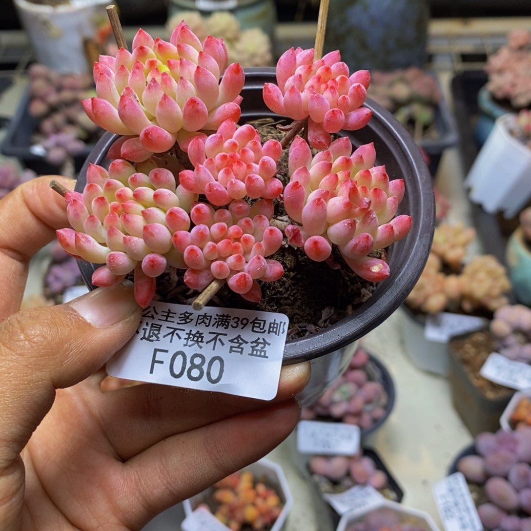 洛*080烟花多肉不包整