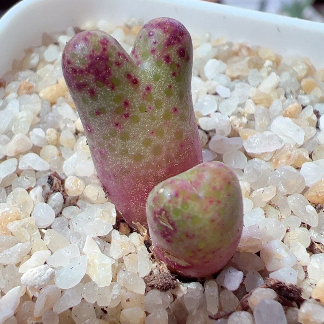 122-303多肉多肉955d