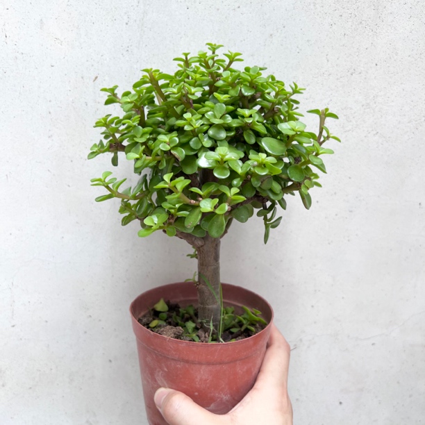 两颗金枝玉叶棒棒糖花卉盆栽一物一拍(带盆30公分左右)