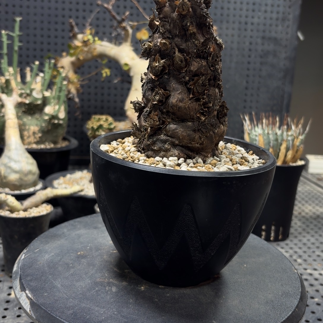 用***636666999996666666669