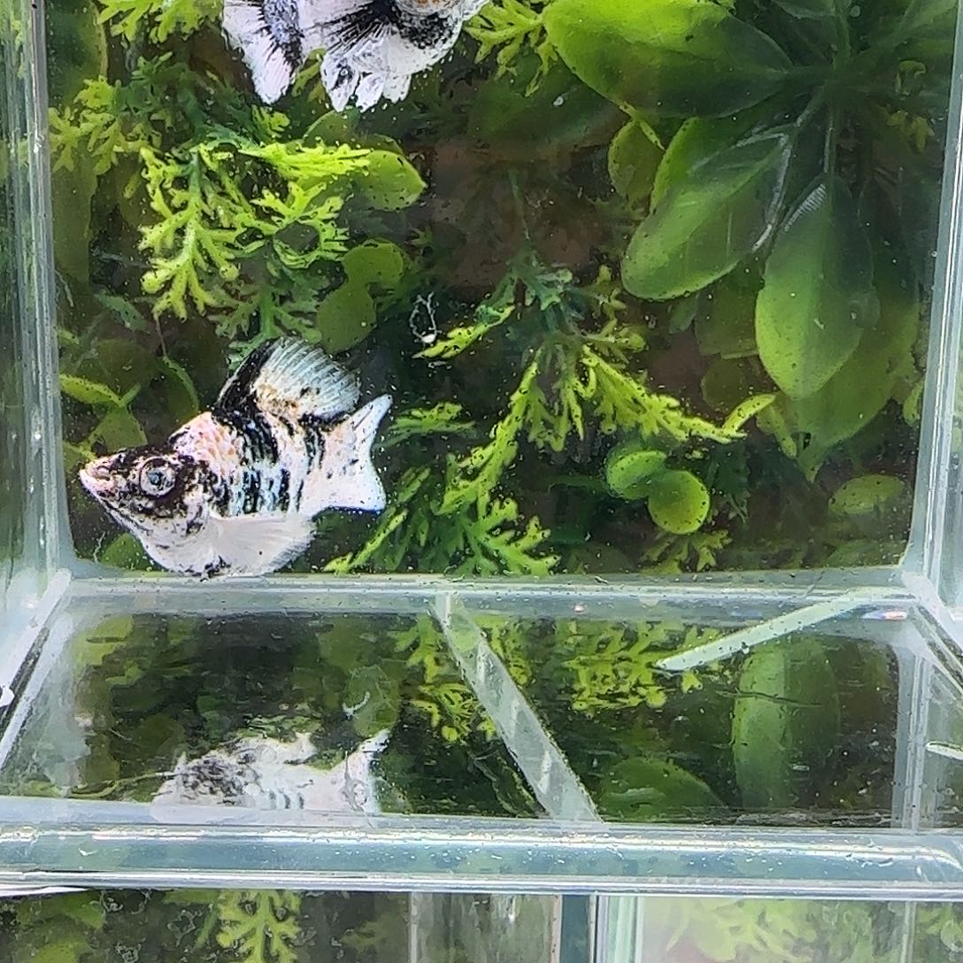 孔雀鱼钻石玛丽一对