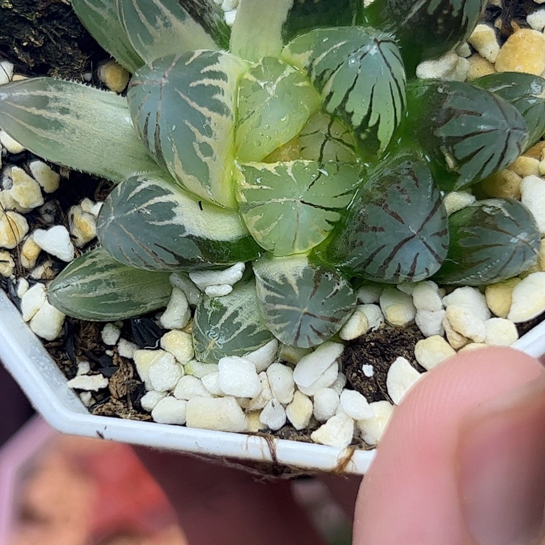 一小半糊斑龙爪锦十二卷多肉