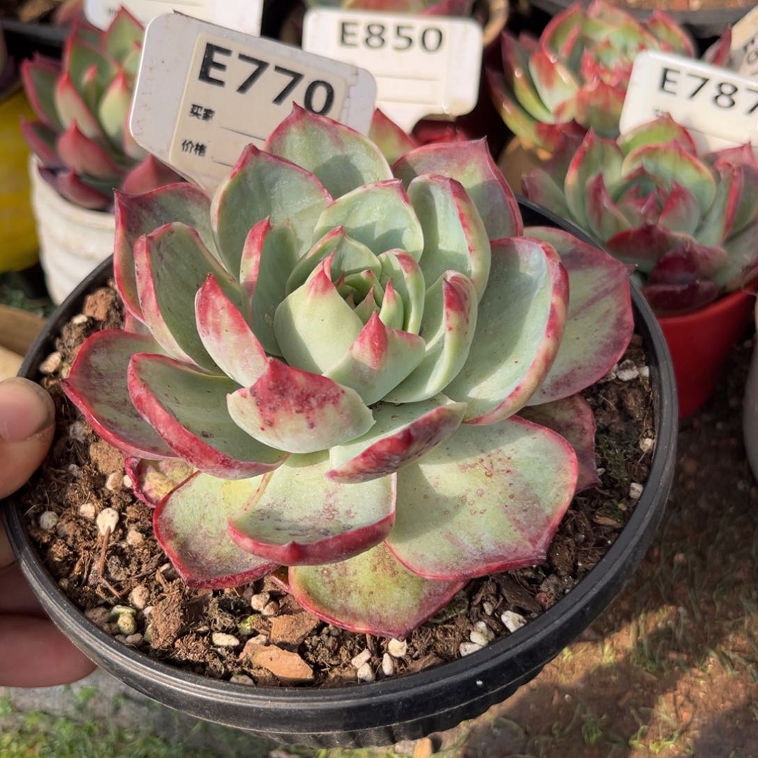 惊鸿一瞥770号多肉