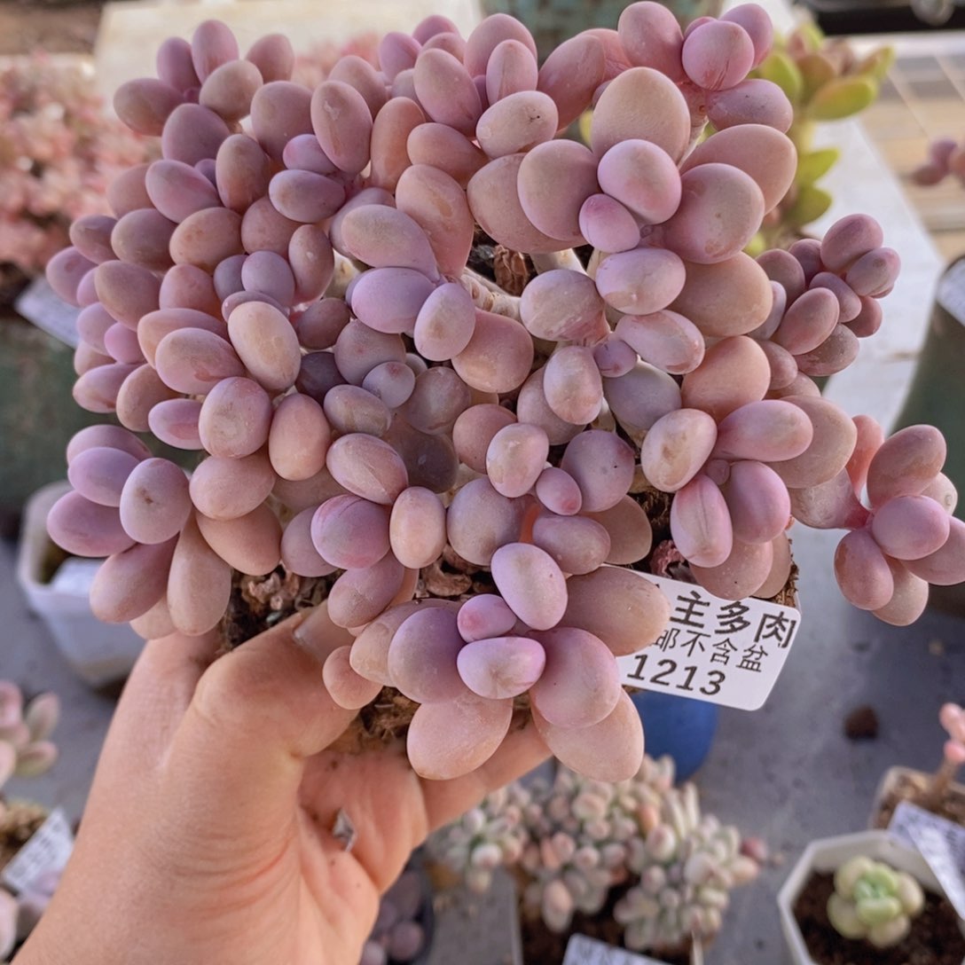 糖果桃蛋老桩13cm1213多肉植物