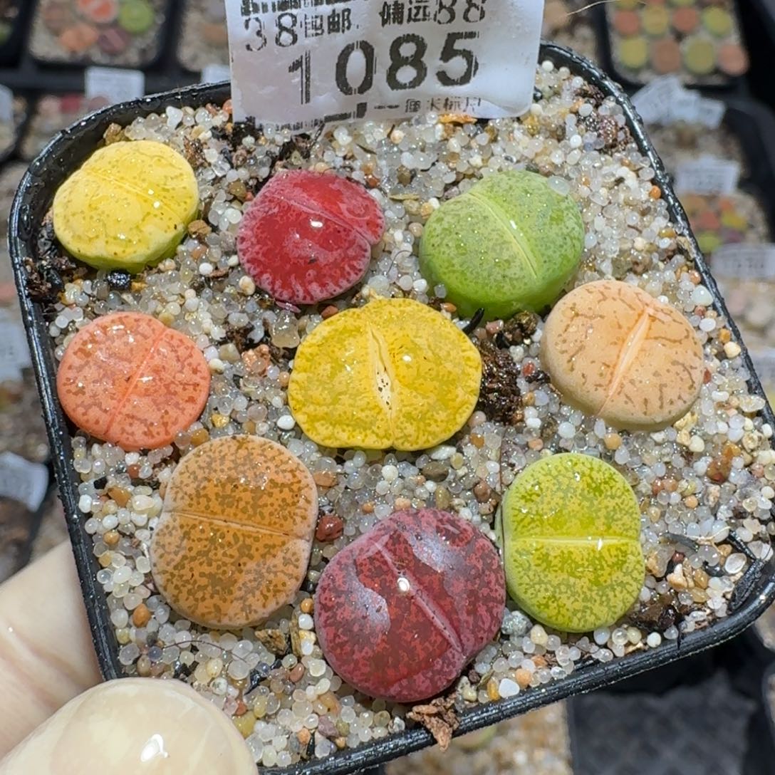 Zzz精品生石花 1085