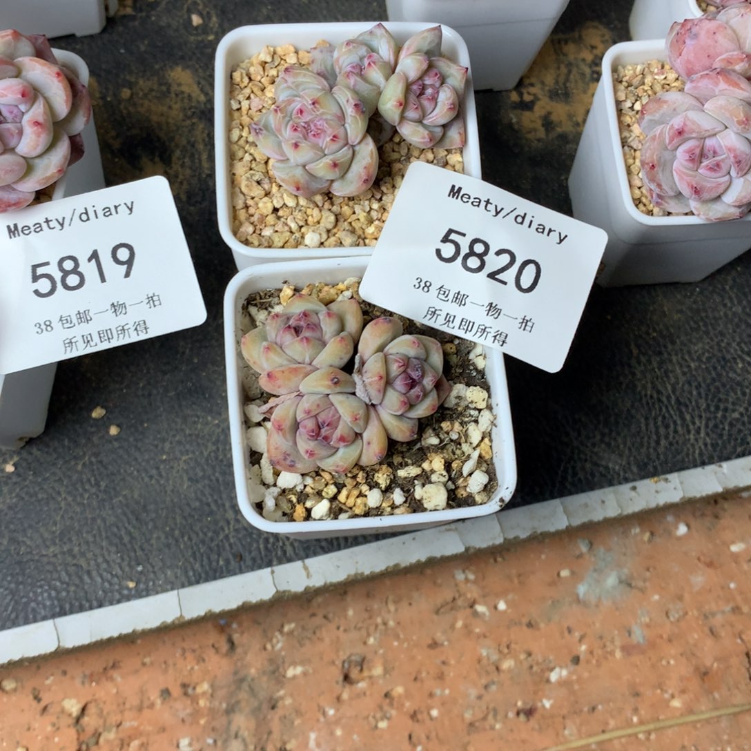 会****年5820星影两颗3.5厘米左右脱土发