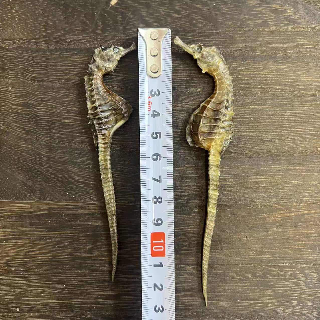 【2.5中小海马】当季新货本港清水海马海干货泡酒炖汤滋补品送一对