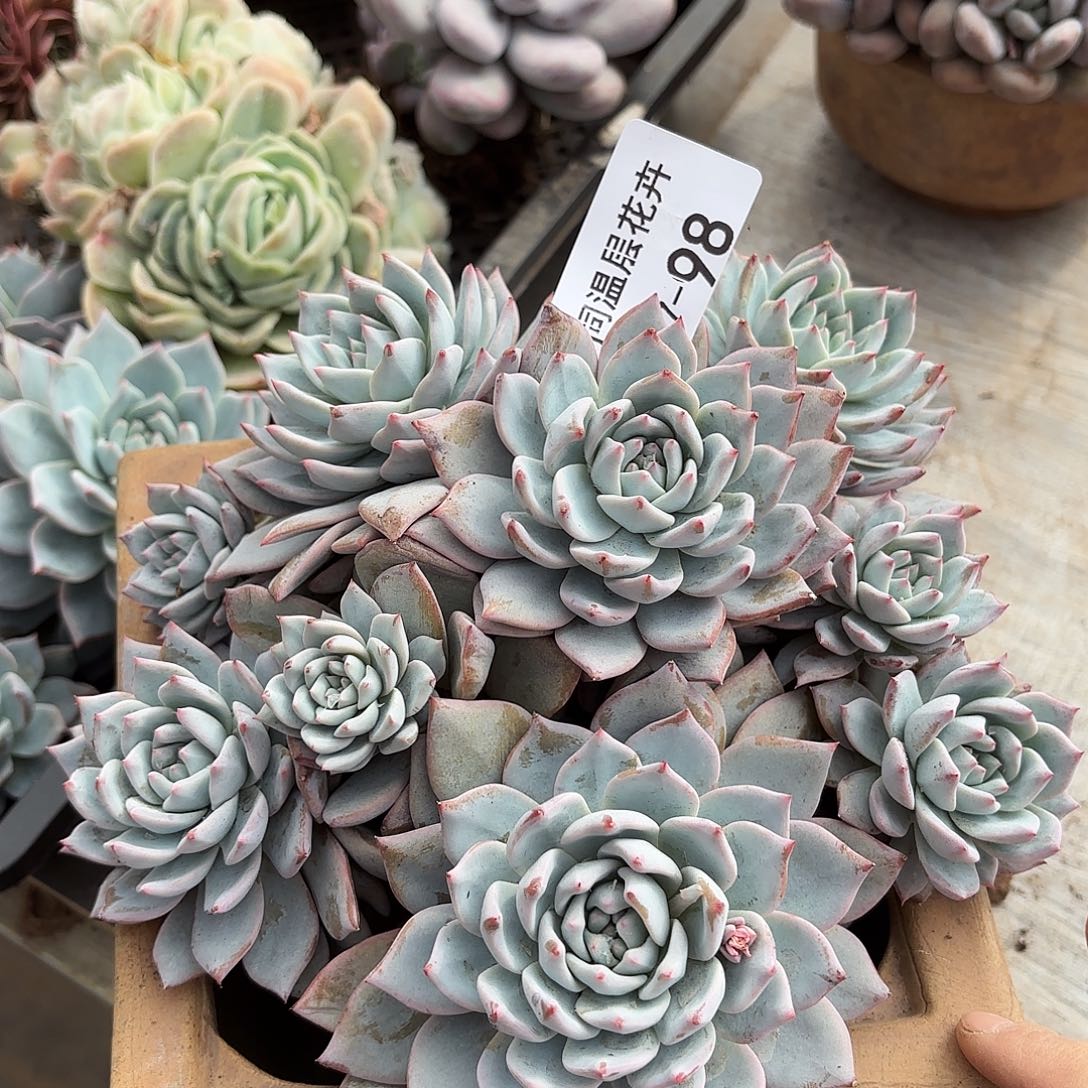 同温层多肉粉蓝鸟98