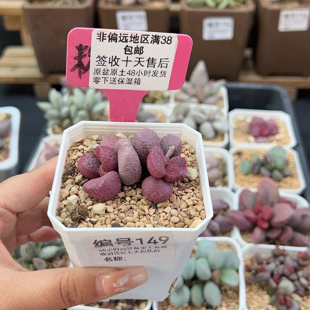 149夏娃多肉植物