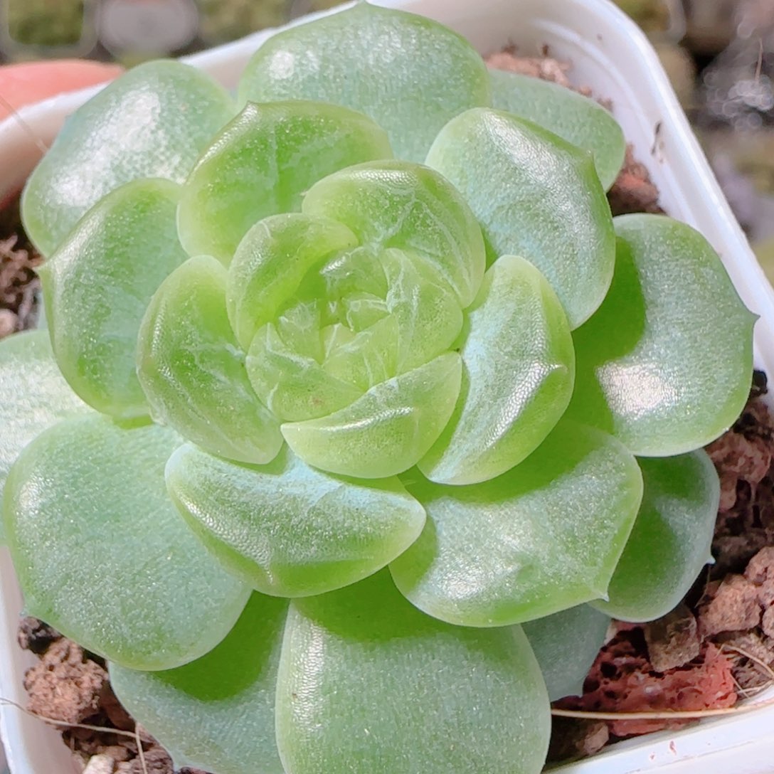 花语逸镜1102-340无尽灯