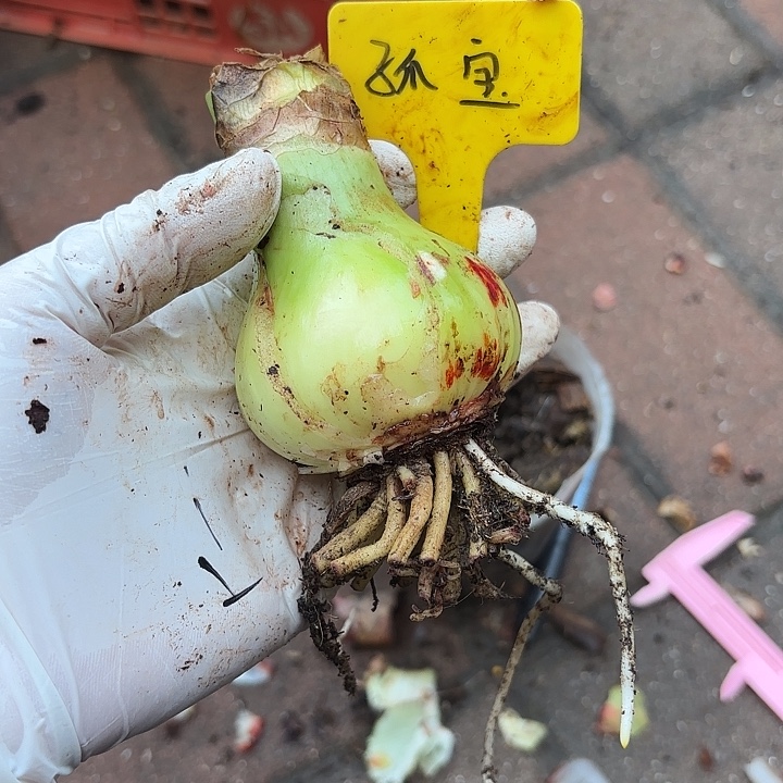 无花朵朱顶红孤宝仙子5.8厘米