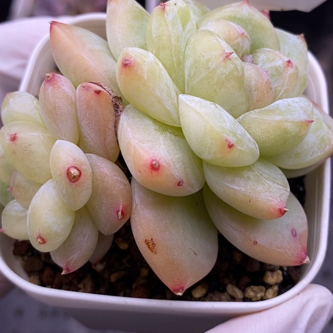 【闪购商品】14-117