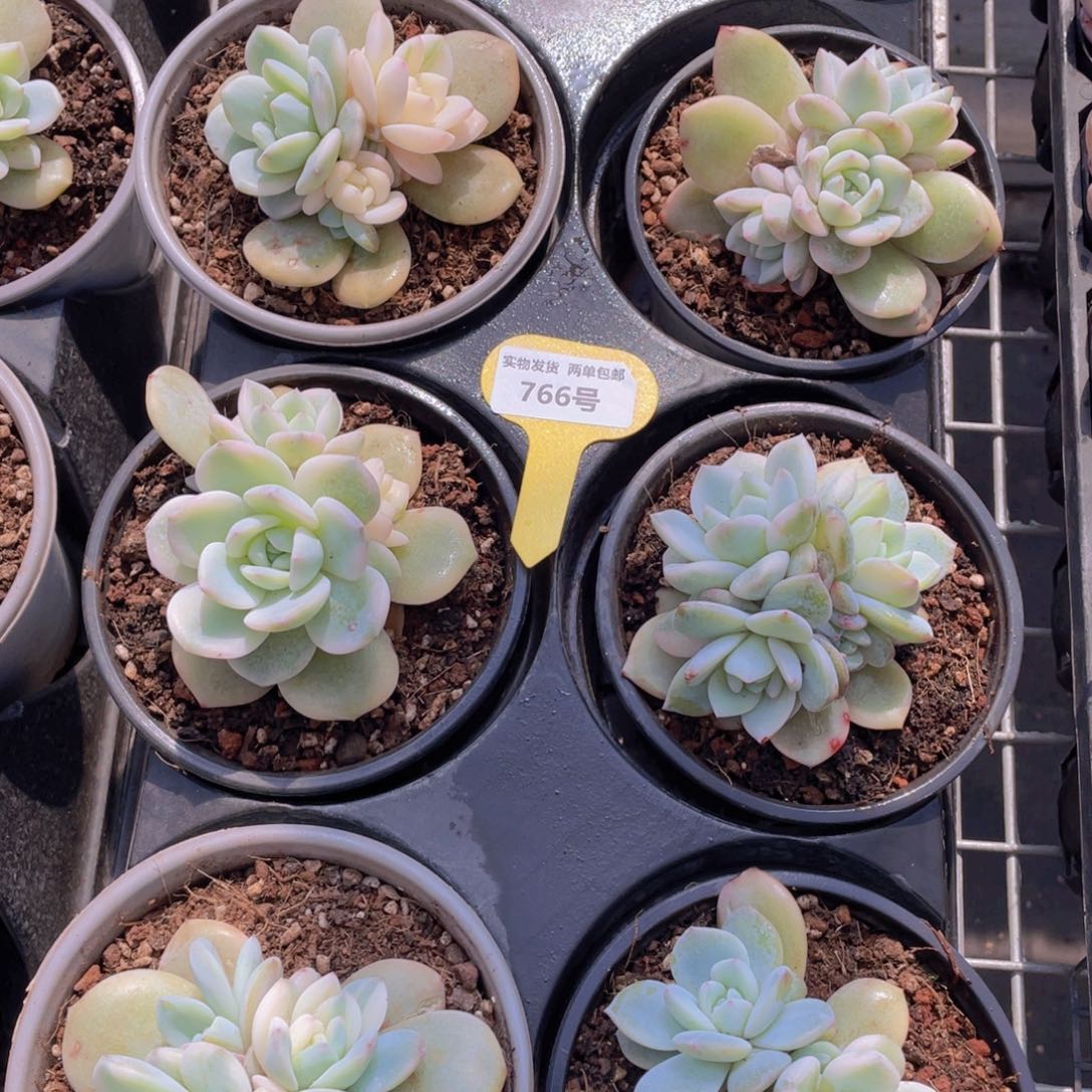 766号橙梦露锦群生一个