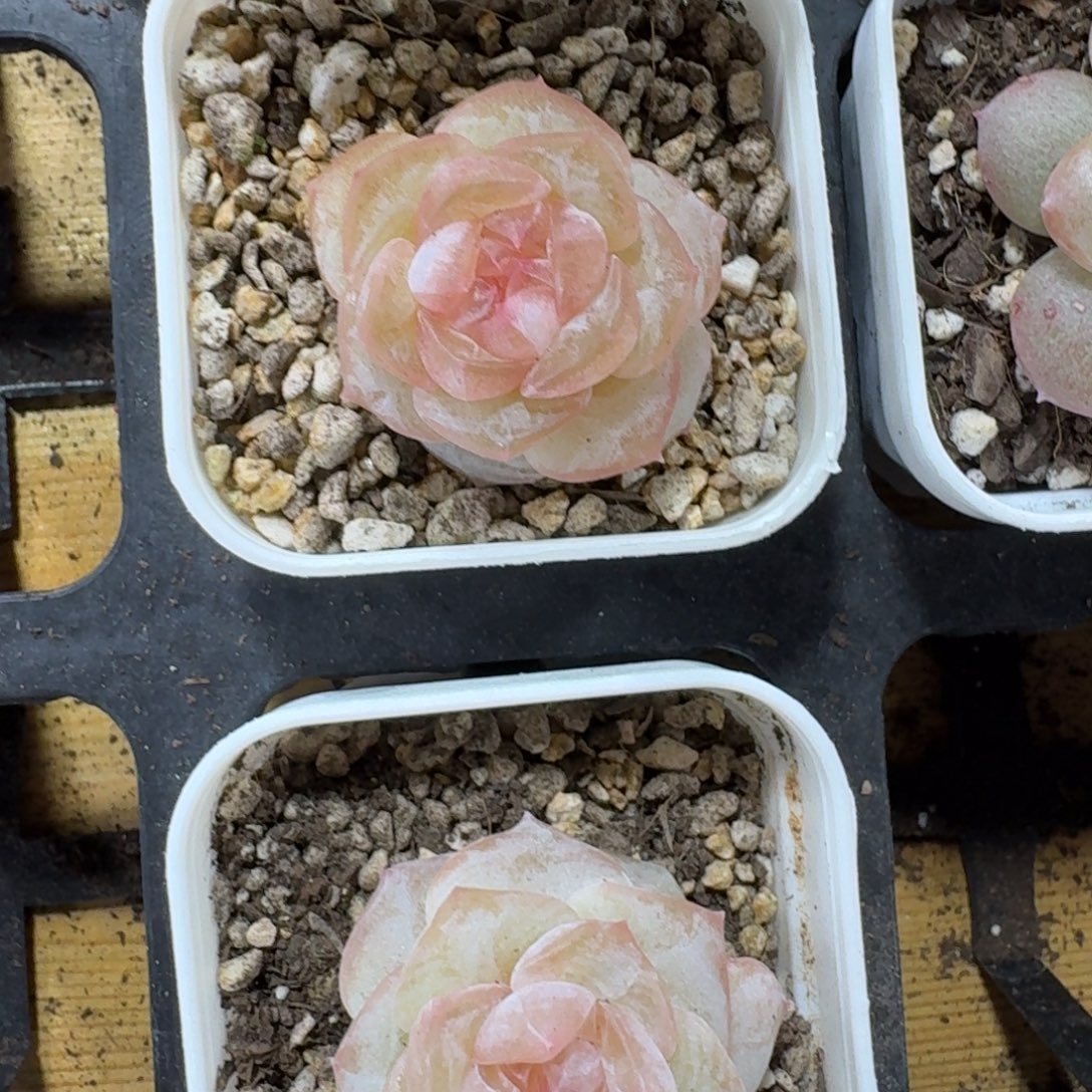 1207-063-疑似荔枝一颗量拍