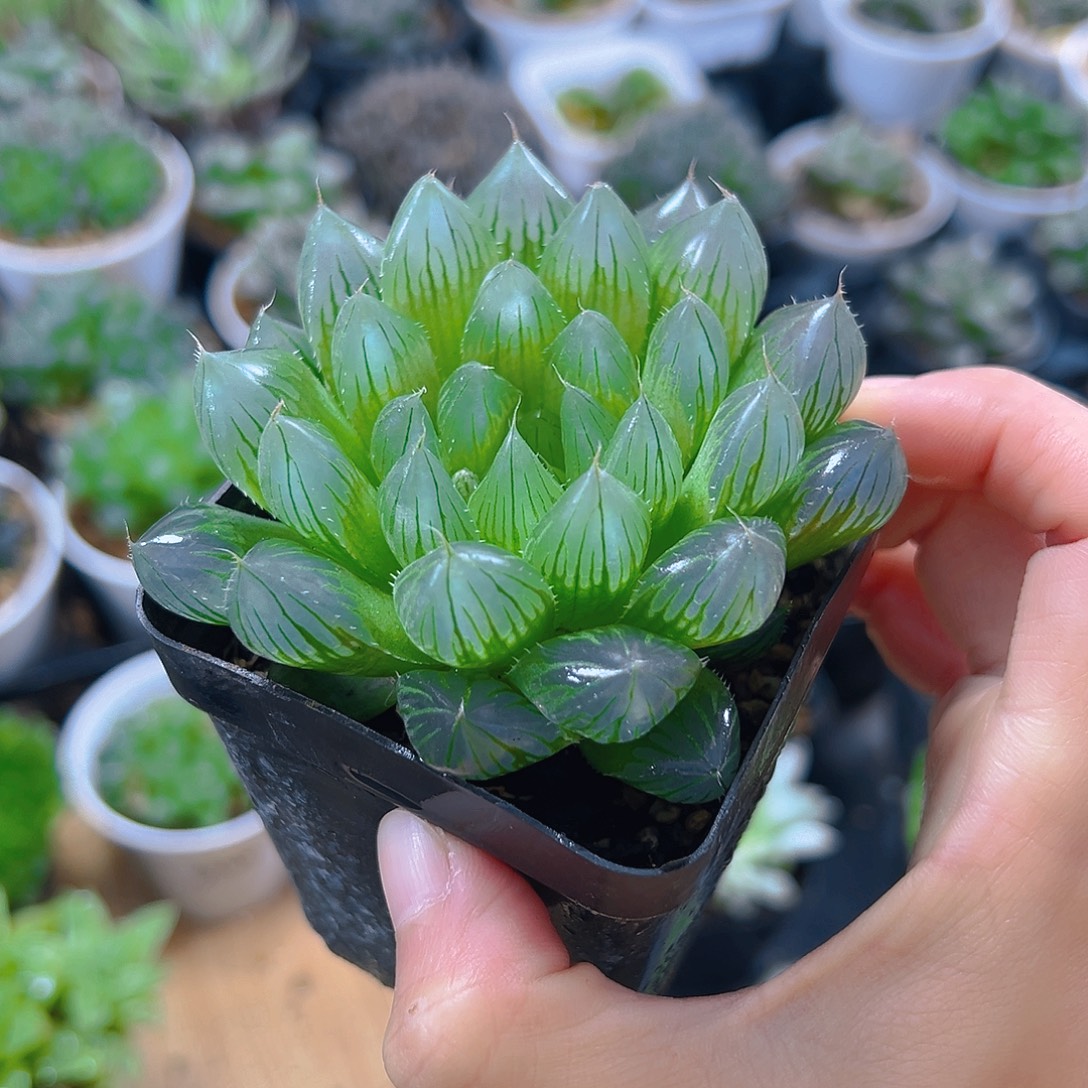 轻***暖5959多肉植物一颗