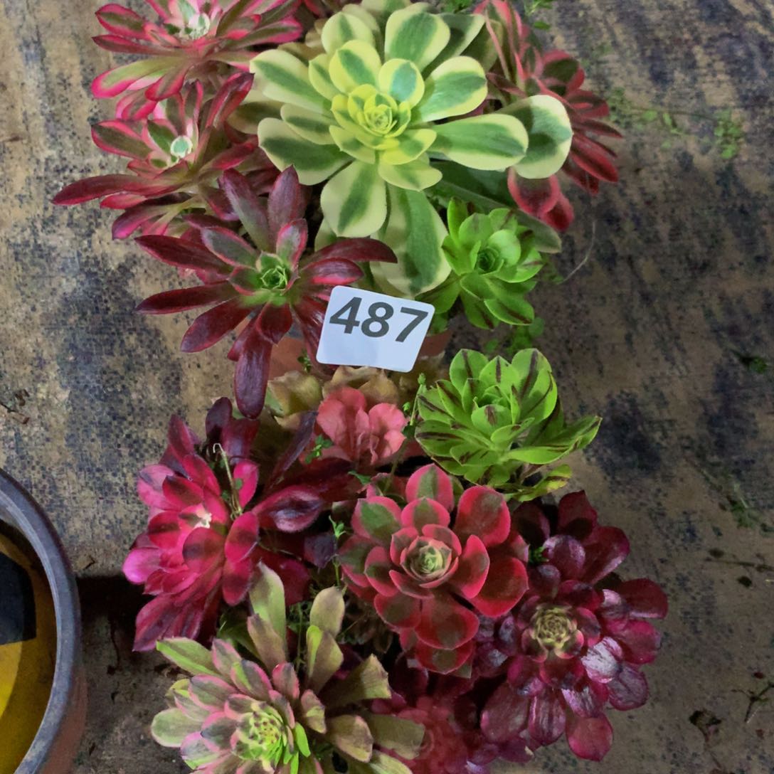 【闪购商品】487生根苗两组