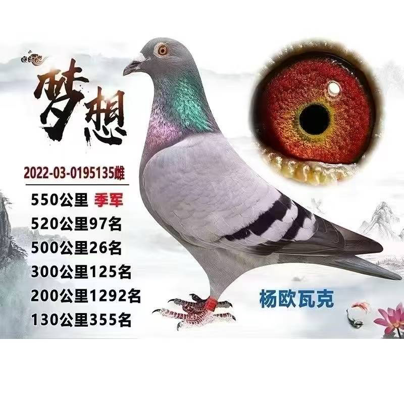 赛鸽信鸽原环种鸽血统鸽成绩鸽天落鸟售卖