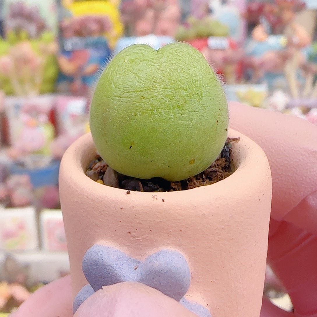  L 可爱毛翠 盆口2cm