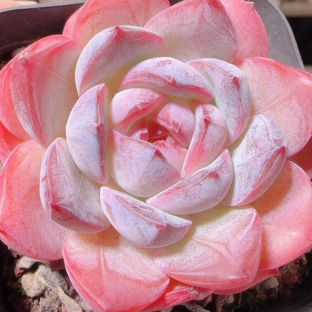 花语逸镜1122-196溏心