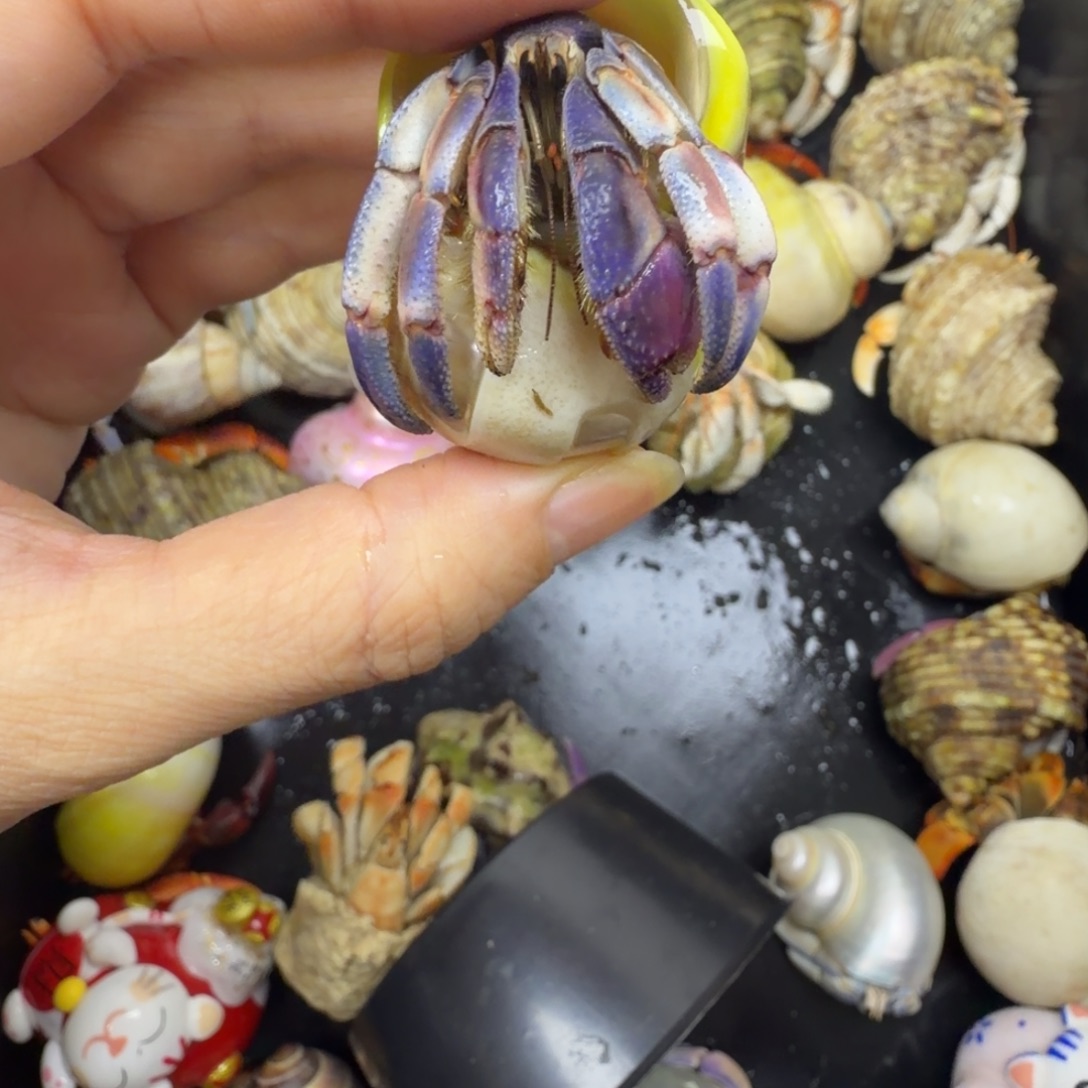 紫路紫粉漏了了了了