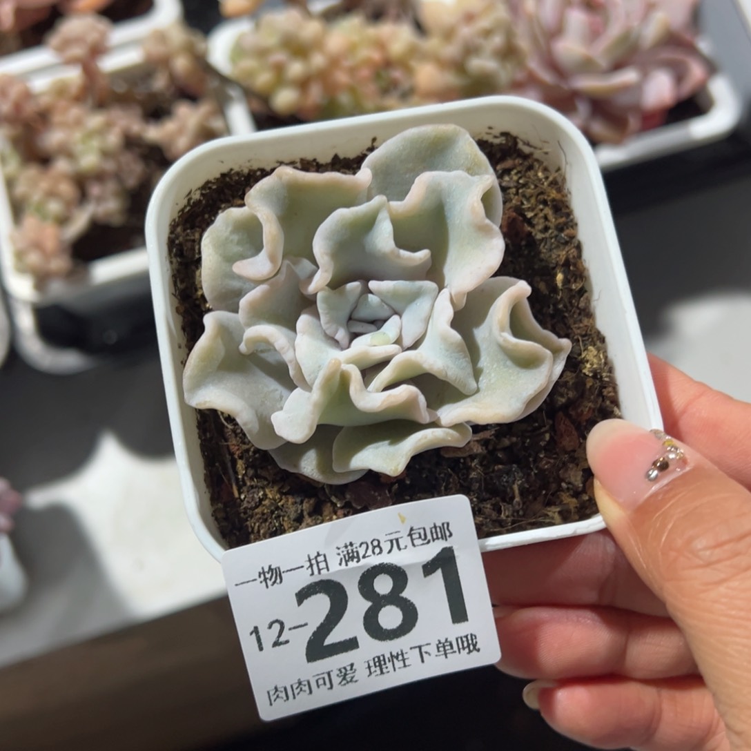 芭蕾舞者多肉多肉多肉多肉