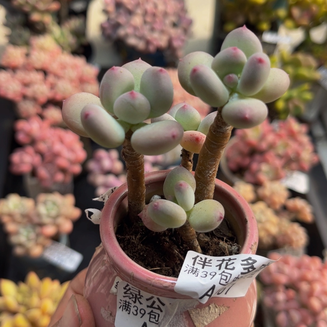 667苹果奶6cm多肉植物