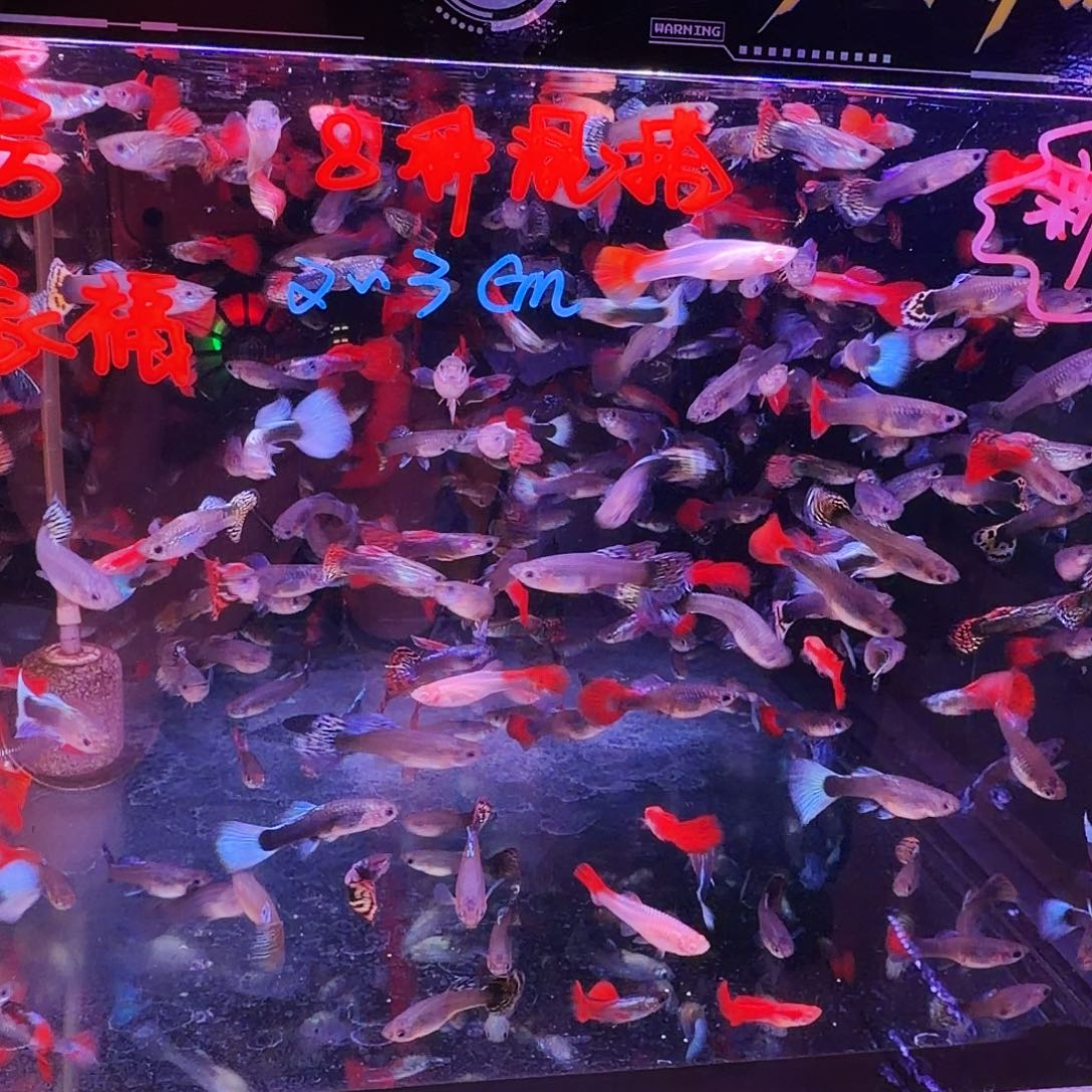 孔雀鱼全家福66条(55条送11条备损)